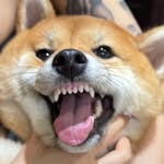 zhuang_yuchi