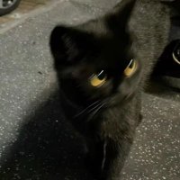 Vincent | 信号＞噪音